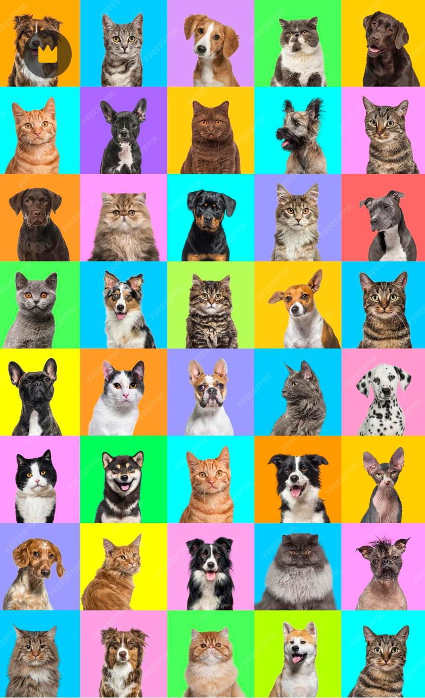 Mosaico de retratos de perros y gatos en bloques de colores vivos