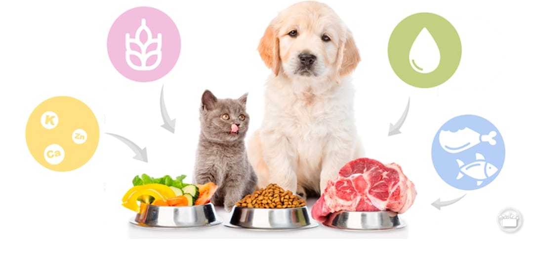 Perro cachorro y gato con bowls de croquetas, verduras y carne, rodeados de iconos nutricionales