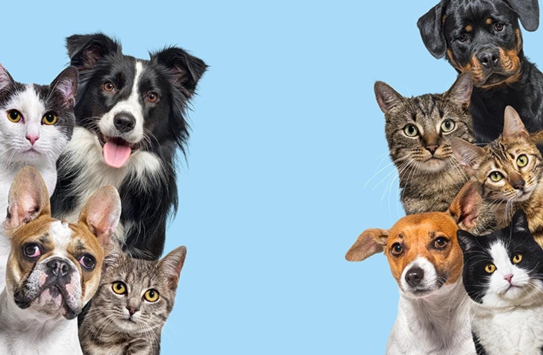 Grupo de perros y gatos mirando a la cámara sobre fondo azul claro